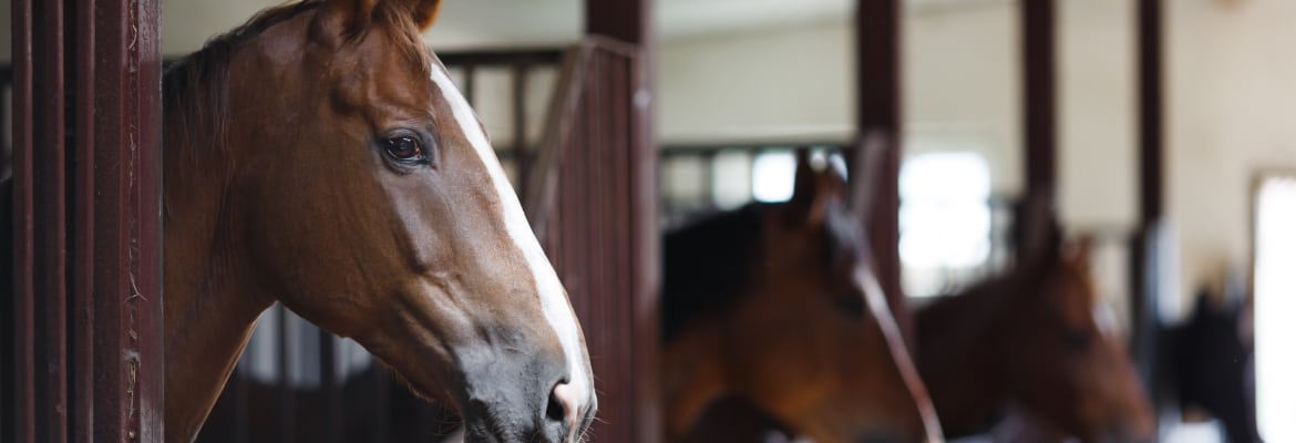 Skunk River Equestrian Center